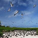 Bird Island Seychelles Holidays Sooty Terns Giant Tortoises Snorkelling