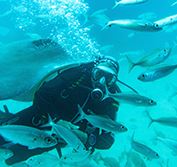 Snorkelling Scuba Diving Deep Sea Fishing Holiday Costa Rica Guanacaste