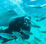 Snorkelling Scuba Diving Deep Sea Fishing Holiday Costa Rica Hermosa