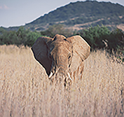 Family Safari Holidays South Africa Sun City Pilanesberg Game Reserve