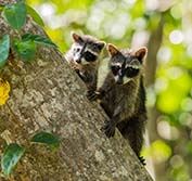 Walking Holiday Costa Rica Arenal Volcano Hike Dominical Self Drive