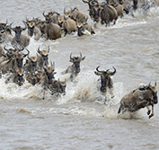 Photo Safari Tanzania Wildebeest Migration Serengeti Masai Mara River Crossings