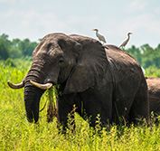 Lake Malawi Safari Holidays Private Tour Guide Tea Zomba Liwonde Park