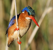 Birding Holidays Tours South Africa Cape Town Garden Route Addo