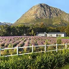 Lavender Farm