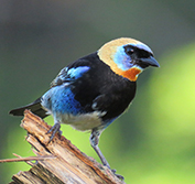 Self Drive Costa Rica Birding Holiday Sarapiqui Central Valley Quetzal