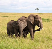 Luxury Flying Safari Kenya Laikipia Masai Mara Walking Horse Riding