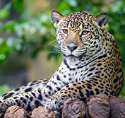 Holidays Tours To Brazil Iguassu Falls Pantanal Birding Jaguars Safari Rio