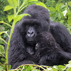 Kazinga Wilderness Lodge