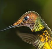 Birding Holiday Ecuador Cloud Forest Cock of Rock Galapagos Cruise
