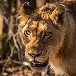 Safari South Africa and Mauritius Malaria Free Pilanesberg Sun City