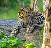 Sri Lanka Cultural Triangle Wildlife Holiday Safari Wilpattu Whale Watching