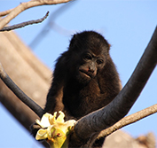 Self Drive Costa Rica Wildlife Holidays Sloths Birds Turtles Osa Peninsula