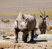 Namibia Botswana Self Drive Holiday Safari Etosha Caprivi Victoria Falls