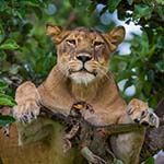 Gorilla Trekking Uganda Safari Holiday Chimps Queen Elizabeth Park