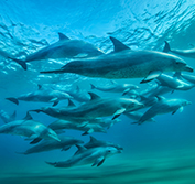 Luxury Mozambique Beach Safari Dolphins White Pearl Ponte Mamoli Africa