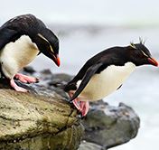 Holidays Chile Patagonia Falklands Islands Whale Watching Birding  Penguins