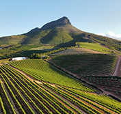 Cape Town Safari Garden Route Private Tour Wheelchair Accessible