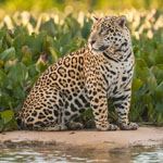 Holiday Iguassa Falls Brazil Rio Pantanal Jaguars Birding Horse Riding