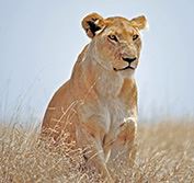 Private Safari Kenya Tanzania Driver Guide Masai Mara Serengeti Birding