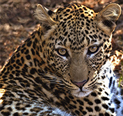 Zambia Safari Kafue Lower Zambezi South Luangwa Victoria Falls Tailor Made