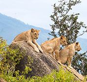 Kenya Safari Tour Nairobi Elephants Amboseli Tsavo Taita Hills Diani Beach