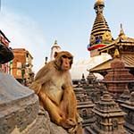 Maldives and Nepal Holidays Kathmandu Himalayas Tiger Safari Chitwan