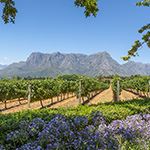 Wheelchair Holiday Vacation Cape Town Stellenbosch South Africa Tour