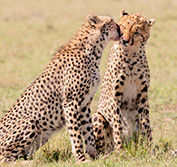 Private Safari Tour Kenya Sweetwaters Samburu Aberdare Masai Mara