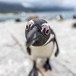 South Africa Escorted Tour Kruger Park Durban Garden Route Cape Town