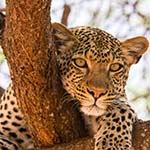 Kenya and Tanzania Safari Tours Packages Masai Mara Serengeti Escorted