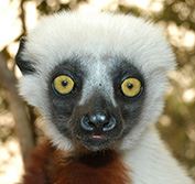 Mauritius Madagascar Vanilla Islands Holiday Lemurs Beach Vacation