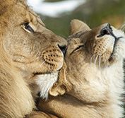 Kruger National Park Safari South Africa Big Five Open Top Game Drives