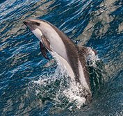 Whale Watching Holidays Mexico Baja Peninsula Self Drive Car Hire