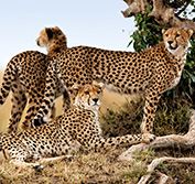 Kenya Private Tour Lake Nakuru Masai Mara Amboseli Tsavo Safari Holiday