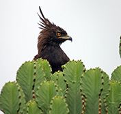 Uganda Safari Holidays Private Driver Guide Murchison Falls Gorillas