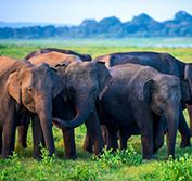Beach Safari Sri Lanka Cultural Triangle Kandy Holiday Pasikuda Minneriya