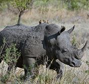 South Africa Escorted Tour Kruger Park Durban Garden Route Cape Town