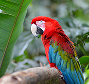 Wildlife Holiday Colombia Los Llanos Amazon Birding Dolphins Cartagena