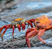 Galapagos Islands Tour Ecuador Quito Giant Tortoise Reserve Santa Cruz