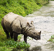 Nepal Holidays Tours Kathmandu Flights Himalayas Safari Chitwan Park