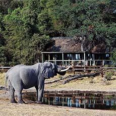 Savute Safari Lodge