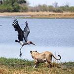 Botswana Walking Safari Holiday Okavango Canoeing Zambezi River