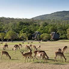 Kruger Park Lodge