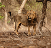 India Culture Wildlife Holidays: Golden Triangle Taj Mahal Gir Asiatic Lions Mumbai