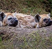 Kenya Small Group Safari Tour Shaba Samburu Masai Mara Mombasa