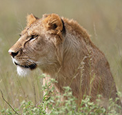 Safari Wedding Packages Kenya Mauritius Indian Ocean All Inclusive