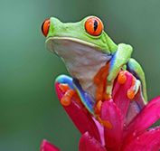 Costa Rica Tours Holiday Packages G Adventures National Geographic