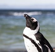 Cheap Safari Holiday South Africa Malaria Free Entabeni Cape Town