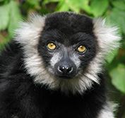 Nosy Be Madagascar Lemurs Rainforests Andasibe Mantadia Beach Holiday